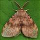 2034 (72.011) Gypsy Moth